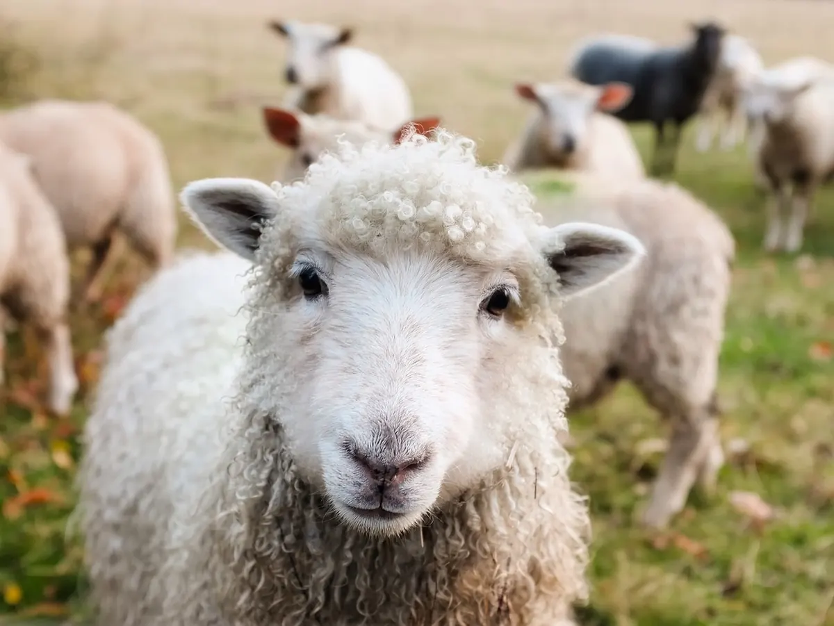 Do Ravens Kill Lambs? Separating Evidence from Countryside Myth