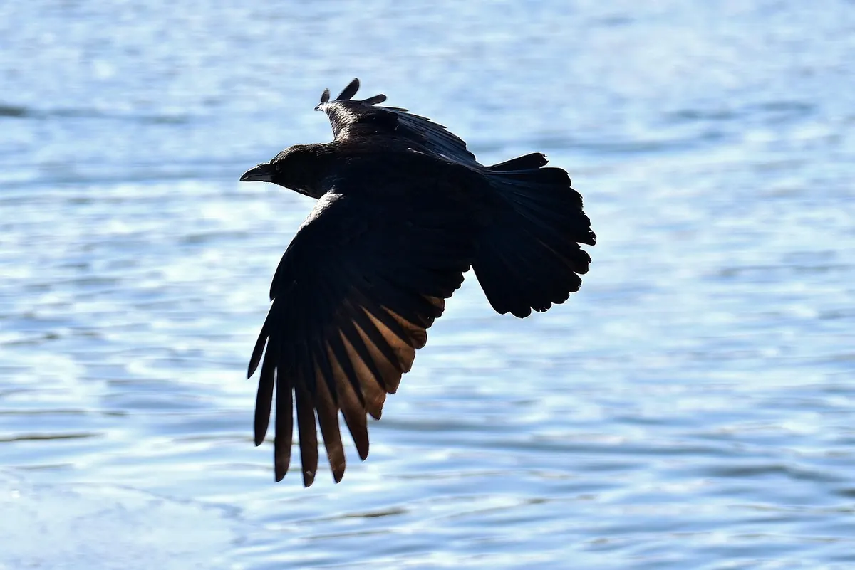 How to Photograph Ravens in Flight: Settings and Fieldcraft for Beginners