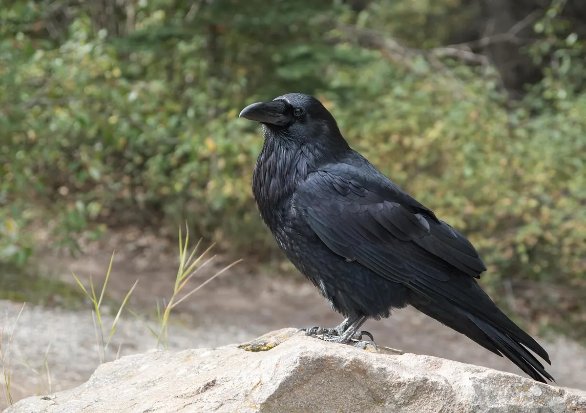 How to Tell a Raven from a Carrion Crow: A Beginner's Field Guide