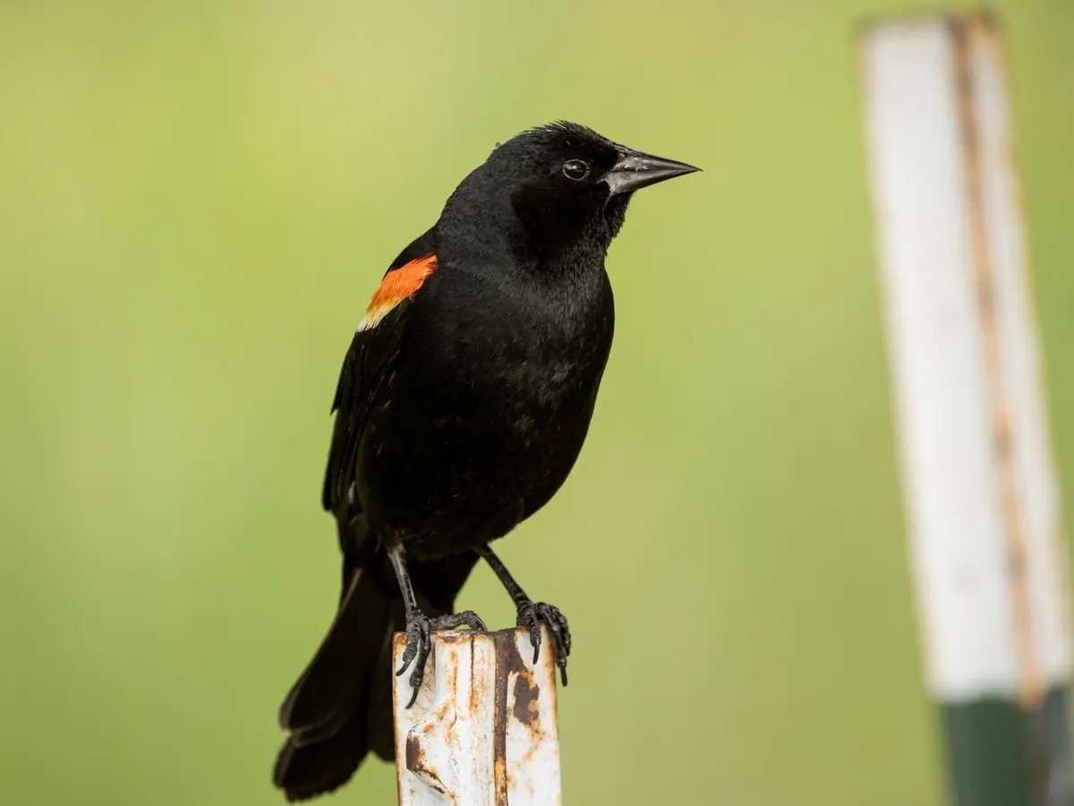 How to Tell a Raven from a Rook: A Side-by-Side Comparison for Beginners