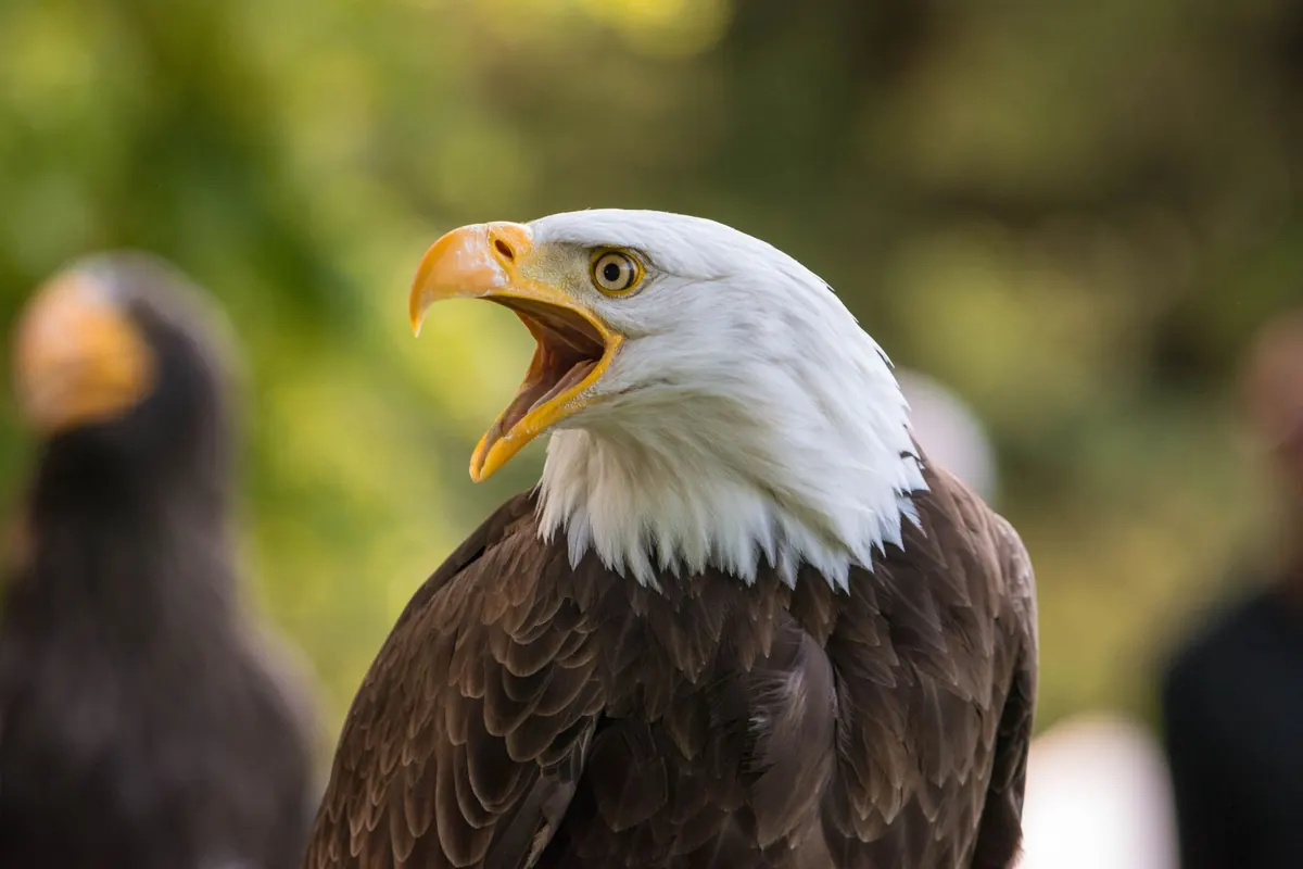 Raven Calls and Vocalisations: A Beginner's Guide to Six Common Sounds